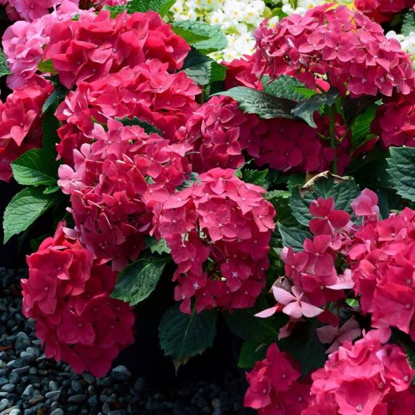 Hydrangea  Red Sensation image