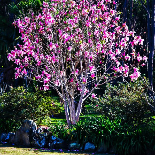 Ann Japanese Magnolia Tree • Just Fruits and Exotics