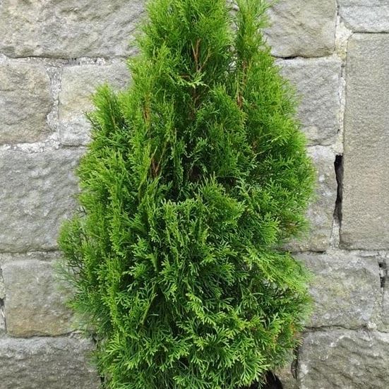 Emerald Green Arborvitae (Thuja occidentalis 'Smaragd')