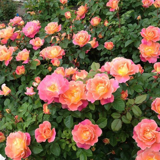 Sweet Mademoiselle Rose: Stunning and Fragrant Rosa 'MEInostair' for ...