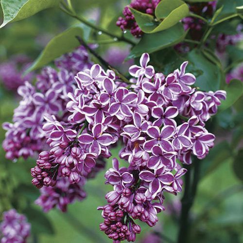 Common lilac, plant