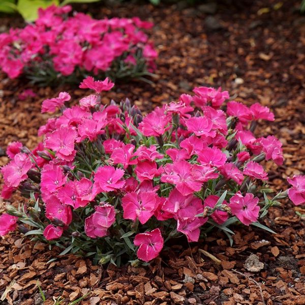 Vivid Bright Light Dianthus image