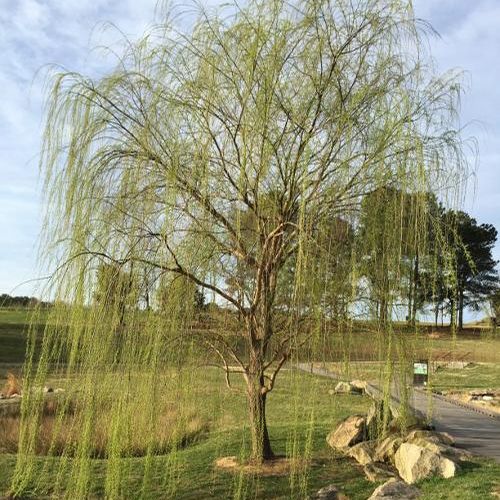 Green Weeping Willow Tree