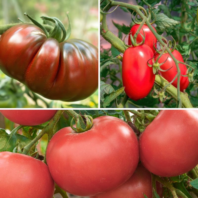 Tasty Heirloom Classic Tomato Collection image