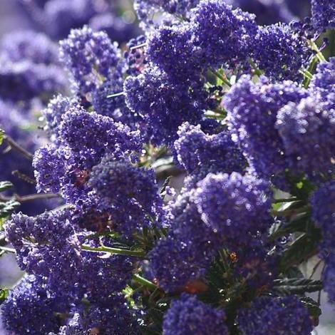 Ceanothus 'Blue Jeans' – Singing Tree Gardens Nursery