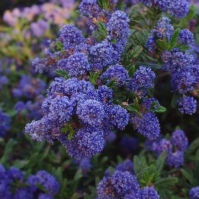 Ceanothus 'Blue Jeans' – Singing Tree Gardens Nursery