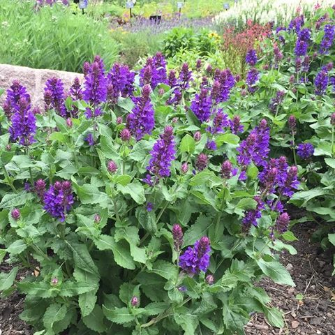 Shop The Salvia Nemorosa 'blue Marvel' 