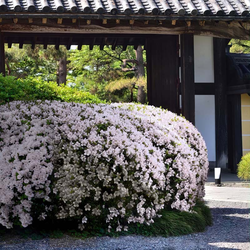 Buy Azalea 'Snow' (Rhododendron kurume Snow) Online - Bloomscape