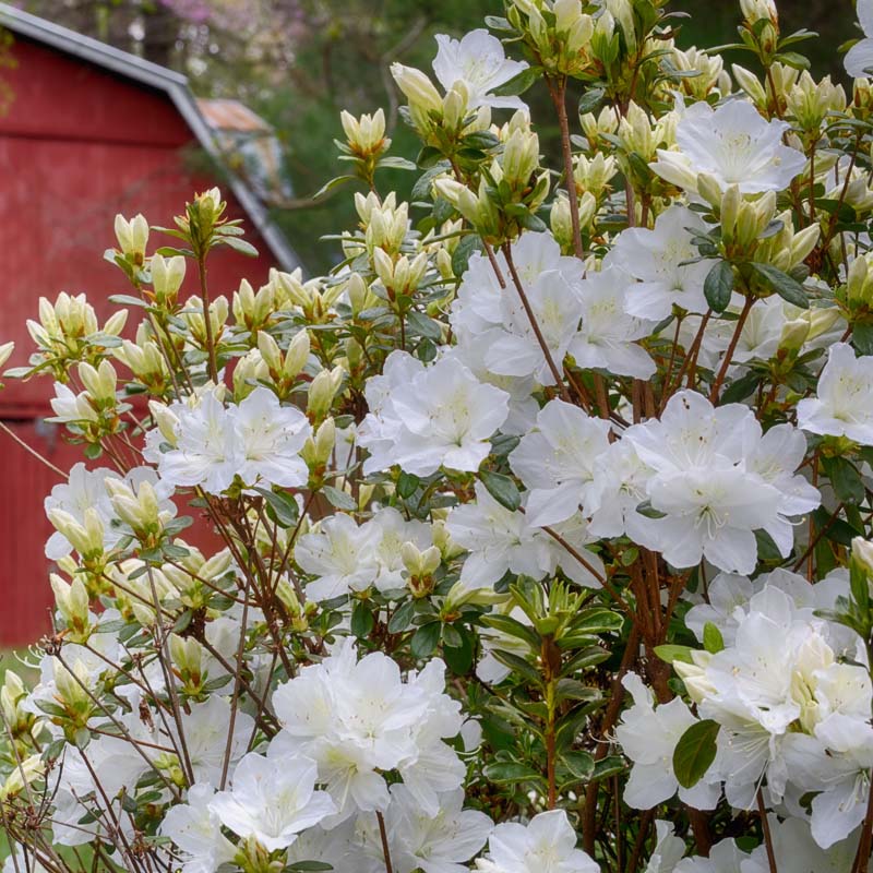 Buy Azalea 'Snow' (Rhododendron kurume Snow) Online - Bloomscape