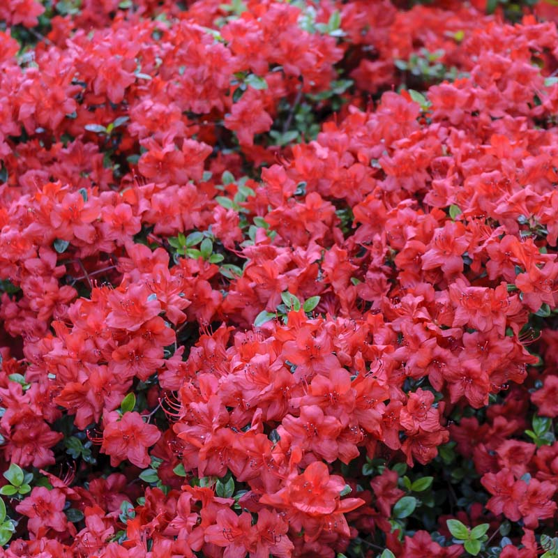 Azalea 'Hershey Red' image