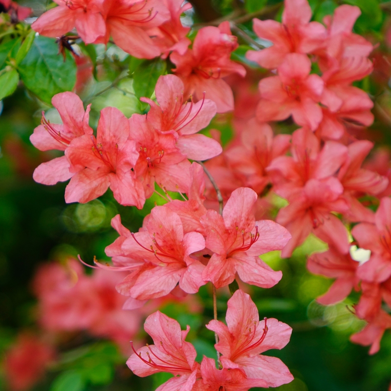 Azalea 'Flame Creeper'  - Plant With Purpose ℠ image