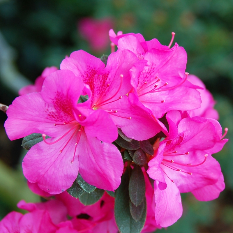 Azalea 'Judge Solomon' - Plant With Purpose ℠ image