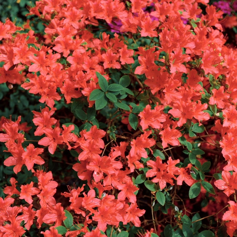 Trouper Azalea Plant With Pink Blooms image