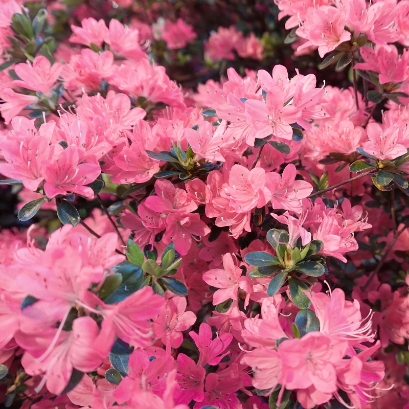 Pink Pearl Azalea Plant With Pink Blooms image