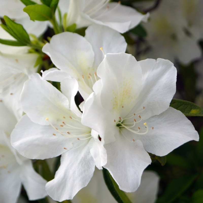 Azalea Irish Crème image