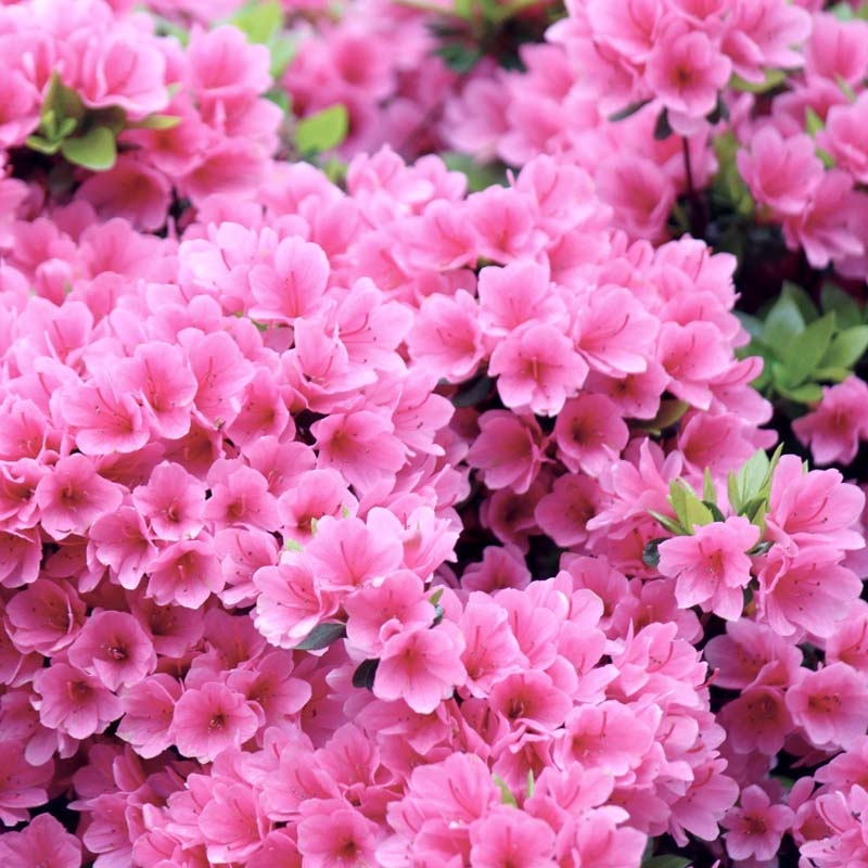 Pink Ruffles Azalea Plant With Pink Blooms image