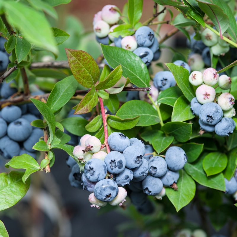 'Climax' Blueberry Plant image