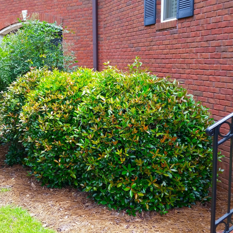 Cleyera Japonica Shrub (Cupressus leylandii Japonica) - Beautiful ...