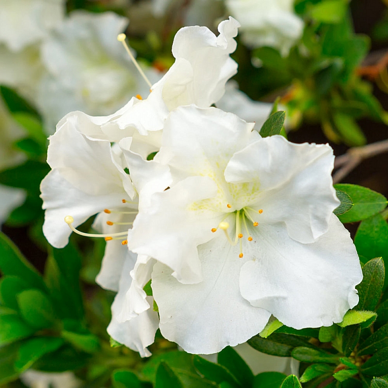 Azalea 'Gumpo White' Flowering Shrub With White Blooms image