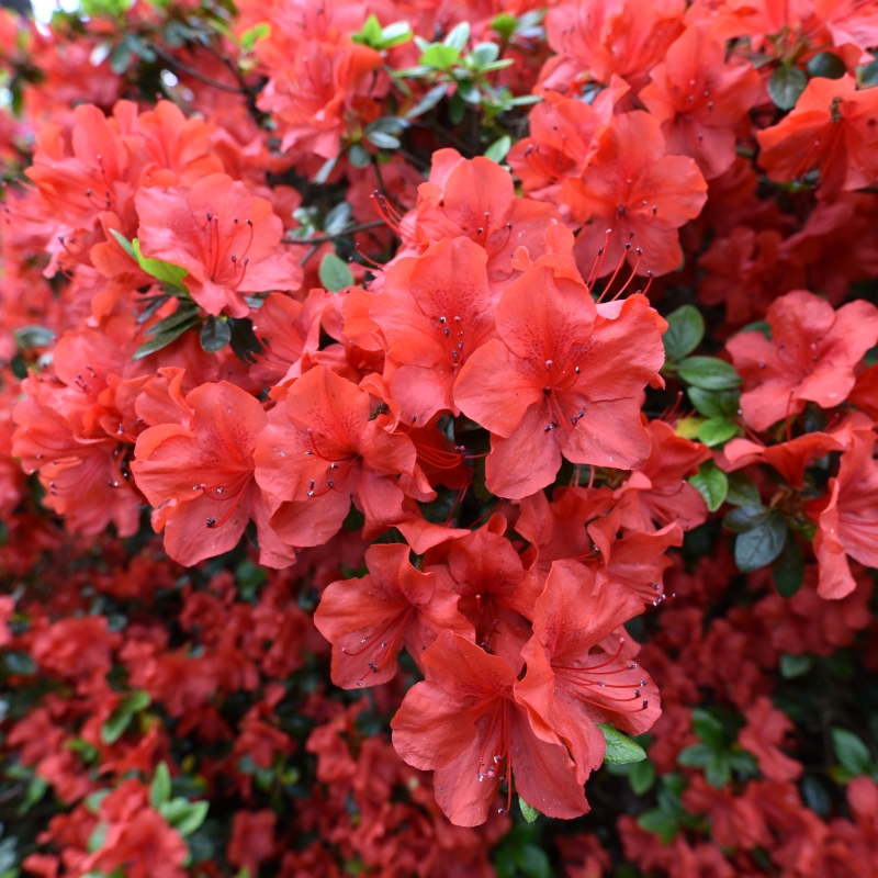 Azalea 'Amagasa' Flowering Shrub With Red Blooms image