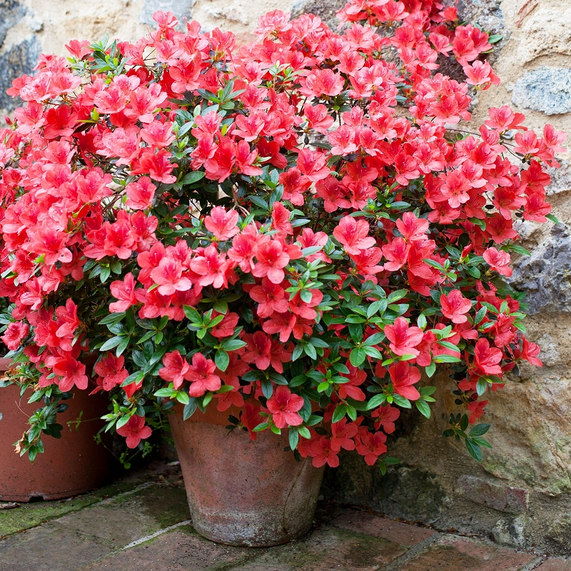 Azalea 'Amagasa' - Rhododendron satsuki Amagasa - Red Blooming Shrub ...