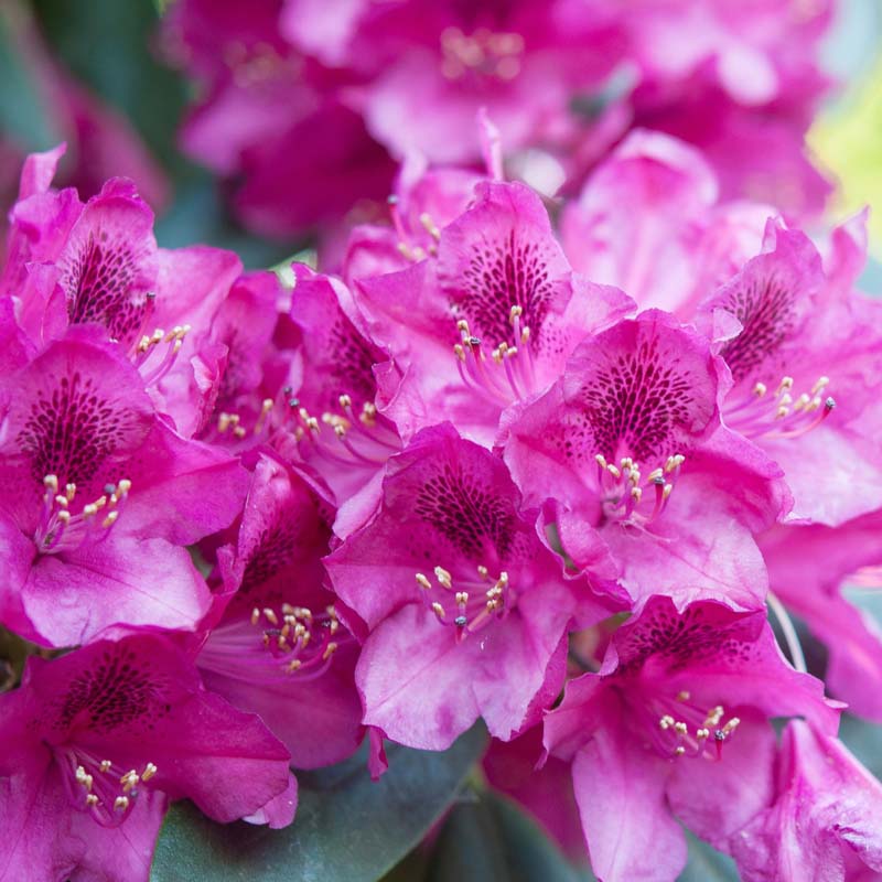 Azalea 'Formosa' Flowering Shrub With Purple Blooms image