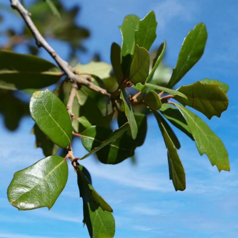 Live Oak Tree image