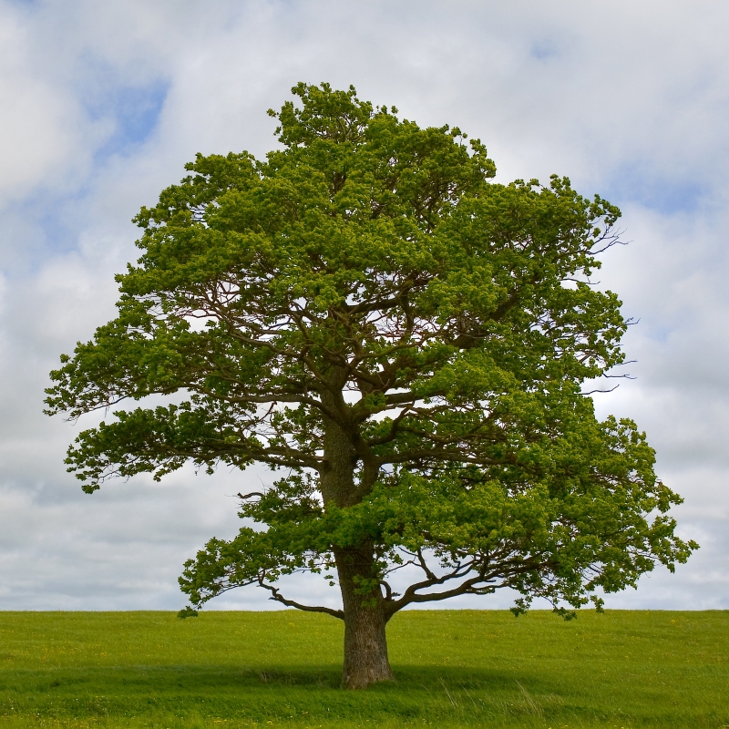 Swamp White Oak Tree (Quercus bicolor): A Beautiful Addition to Your ...