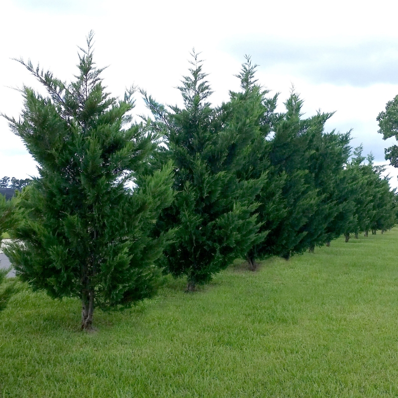 Cypress 'Leyland' (Cupressus leylandii Leyland) - Fast-Growing ...