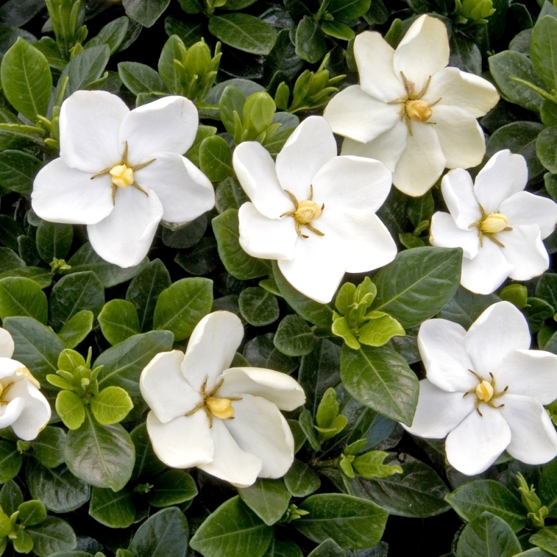 Daisy Gardenia Plant: Stunning White Blooms (Gardenia jasminoides Daisy)