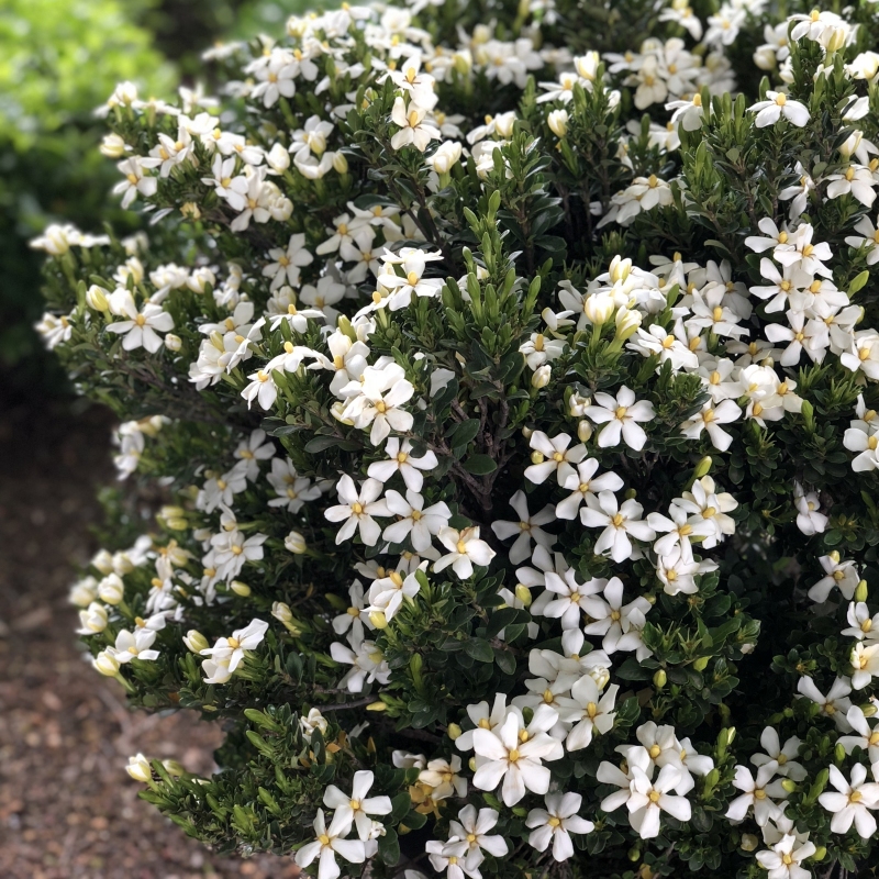 Daisy Gardenia Plant: Stunning White Blooms (Gardenia jasminoides Daisy)