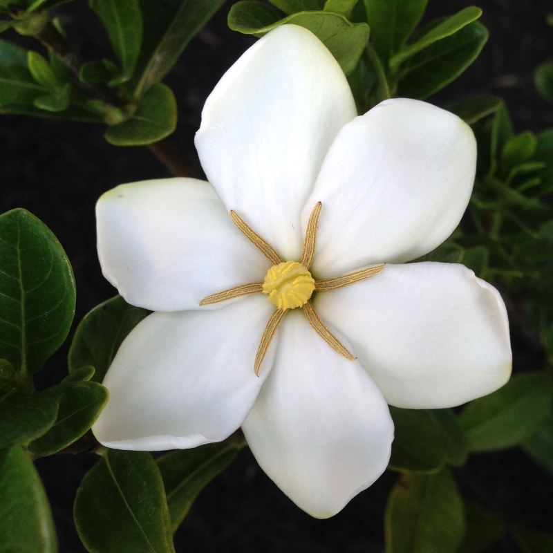 Daisy Gardenia Plant: Stunning White Blooms (Gardenia jasminoides Daisy)