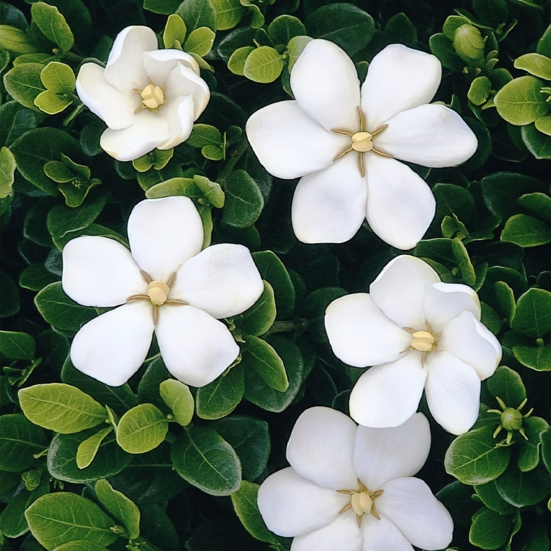 Daisy Gardenia Plant: Stunning White Blooms (Gardenia jasminoides Daisy)