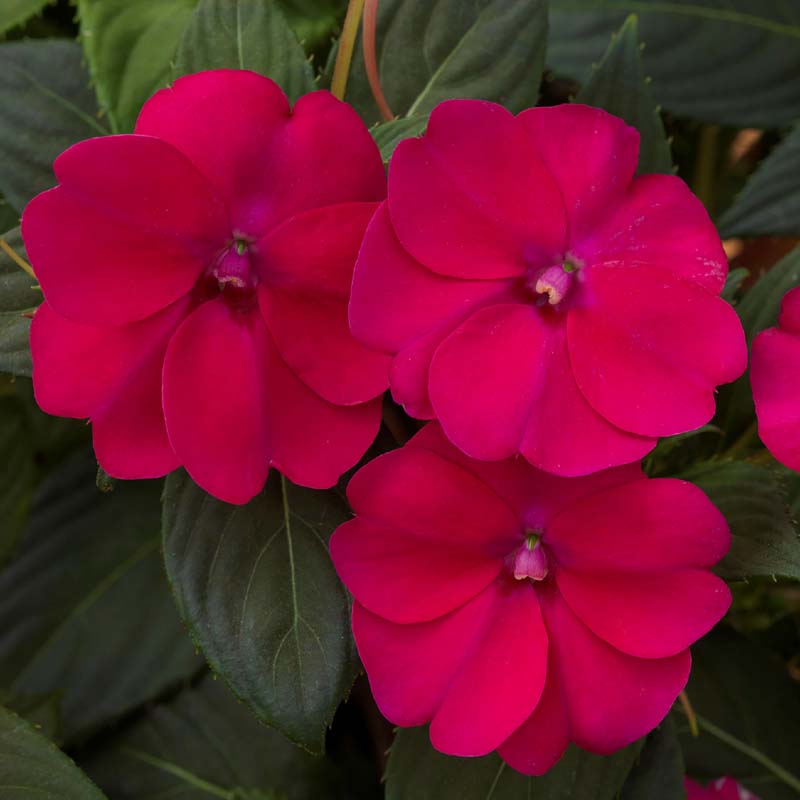 Sunpatiens® 'Compact Royal Magenta' image