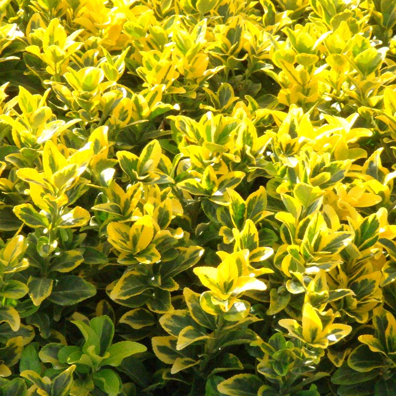 Euonymus 'Golden' - Stunning Gold-Edged Variety of Euonymus japonicus ...