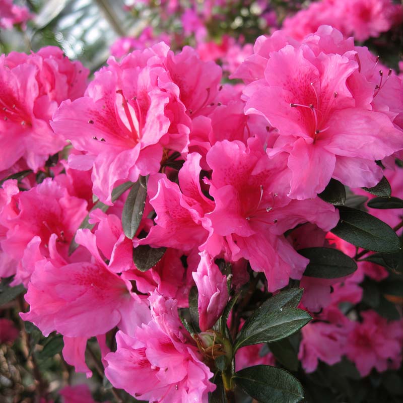 Floramore® Azalea 'Pink' image