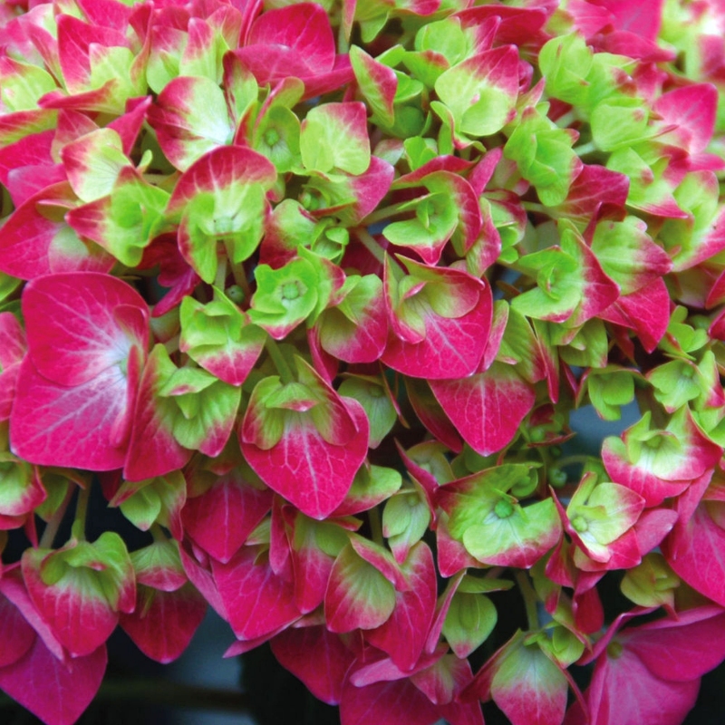 Hydrangea 'Lime Lovebird' image