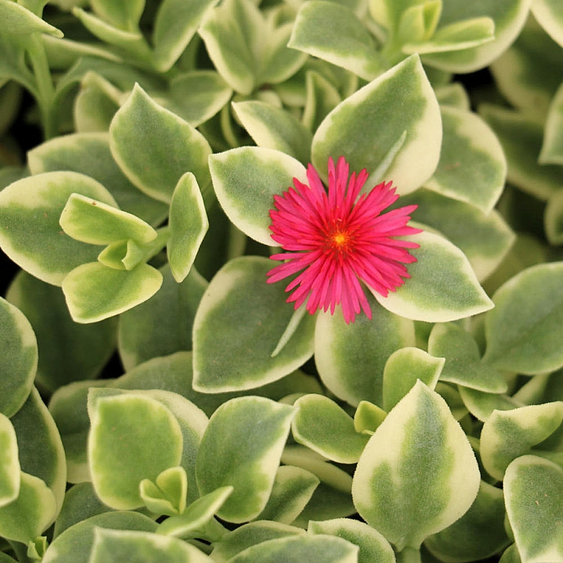 Dorotheanthus, Livingstone Daisy image