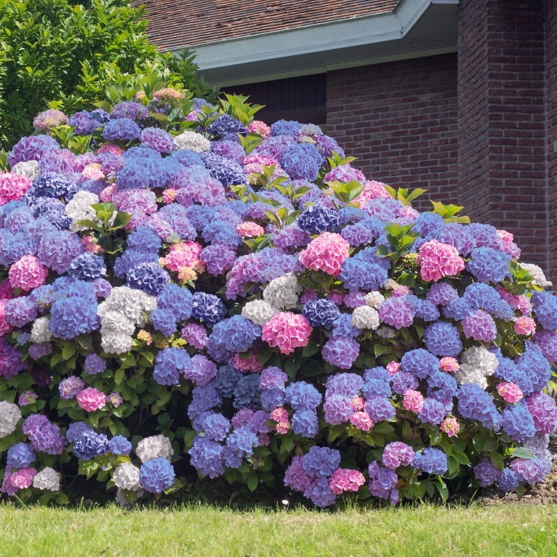 Hydrangea '3n1' image