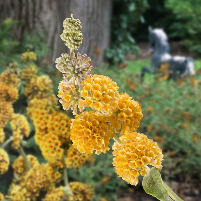 Buddleia 'Honeycomb' (Buddleia x weyeriana Honeycomb) - Fragrant Yellow ...