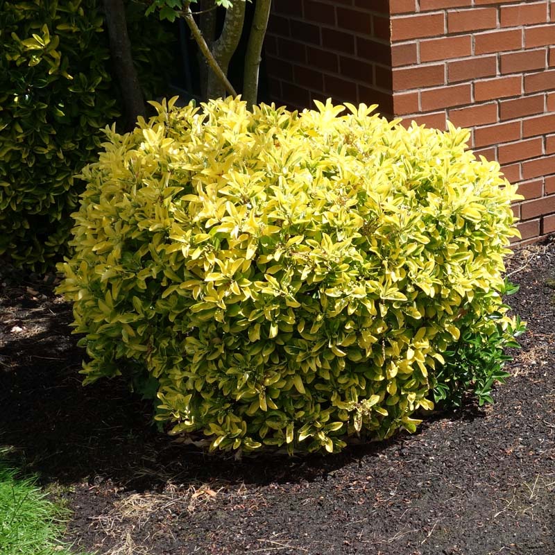 Euonymus 'Golden': A Versatile Plant for Enhanced Landscapes - Shop Now ...