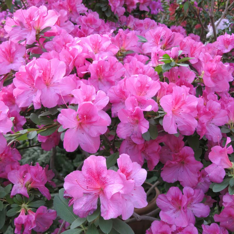 Floramore® Azalea 'Lavender' image