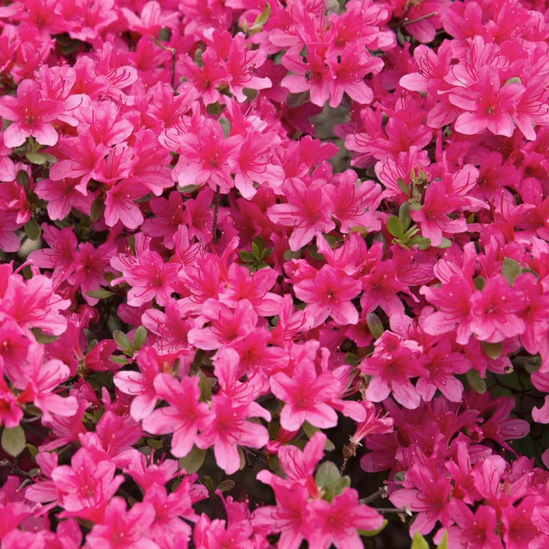 Floramore® Azalea 'Pink' image