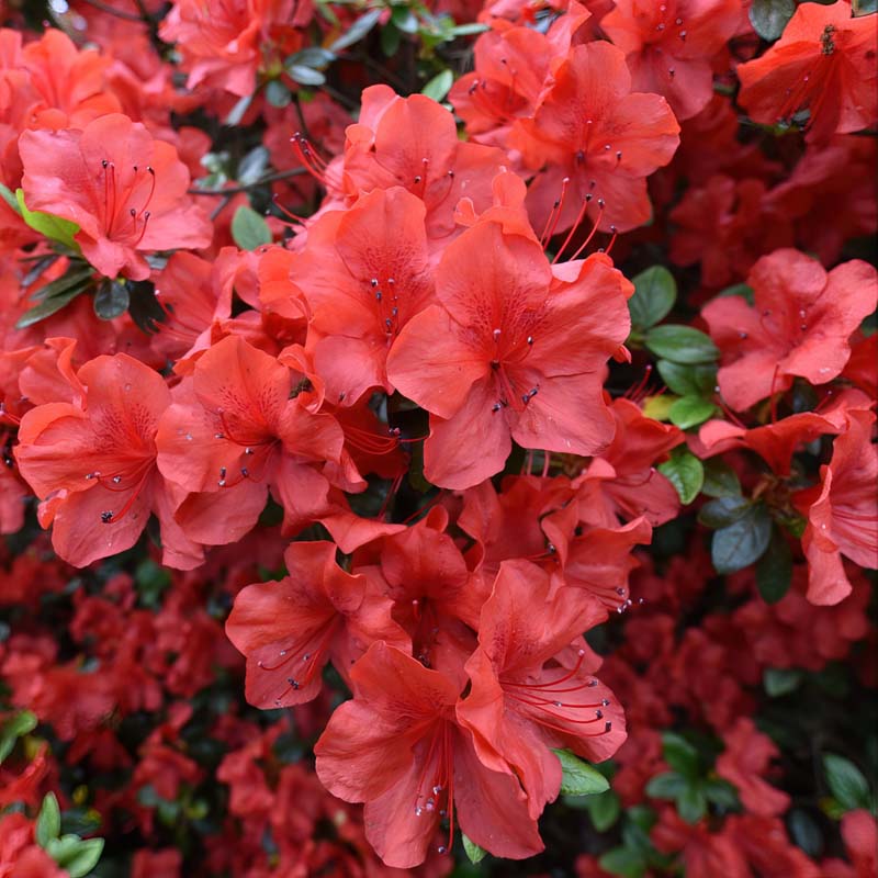 Floramore® Azalea 'Red' image