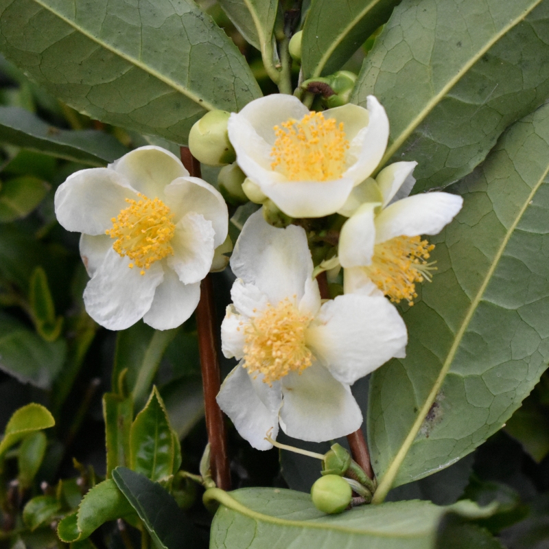 Brew-tea-ful Plant image