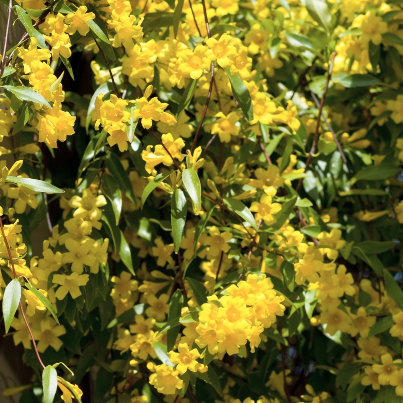 Beautiful Carolina Jessamine Plant with Vibrant Yellow Blooms for Your ...