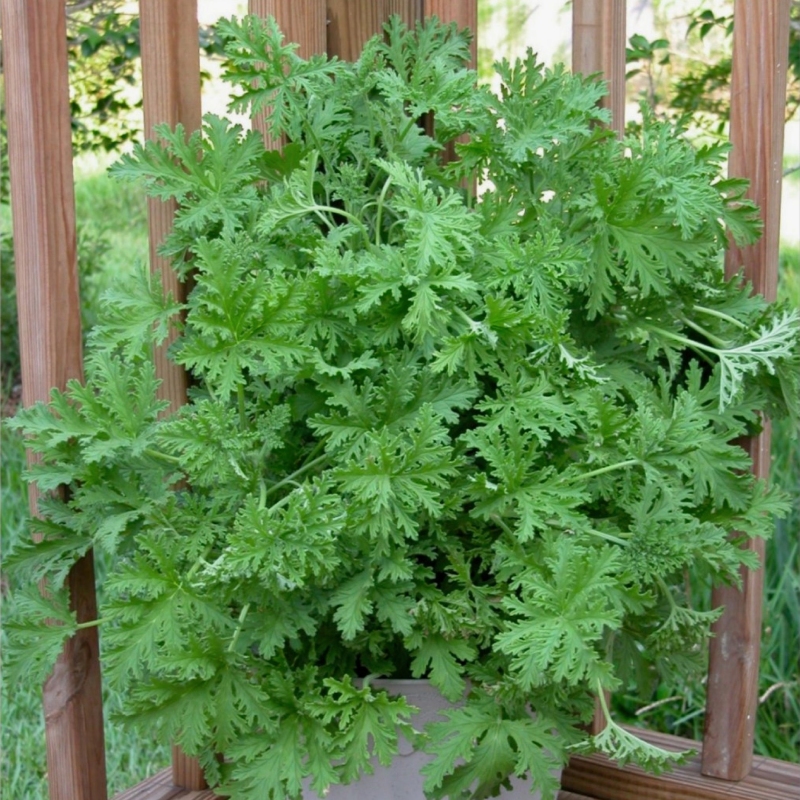 Citronella Mosquito Plant image