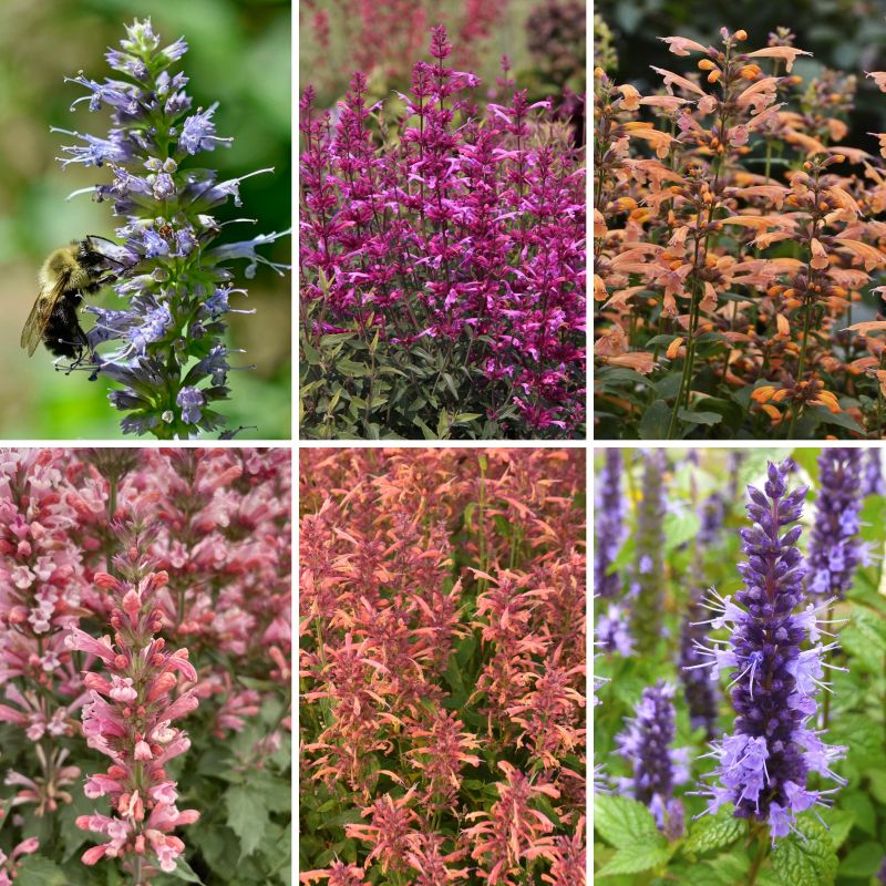 Agastache, Hummingbird  Collection image