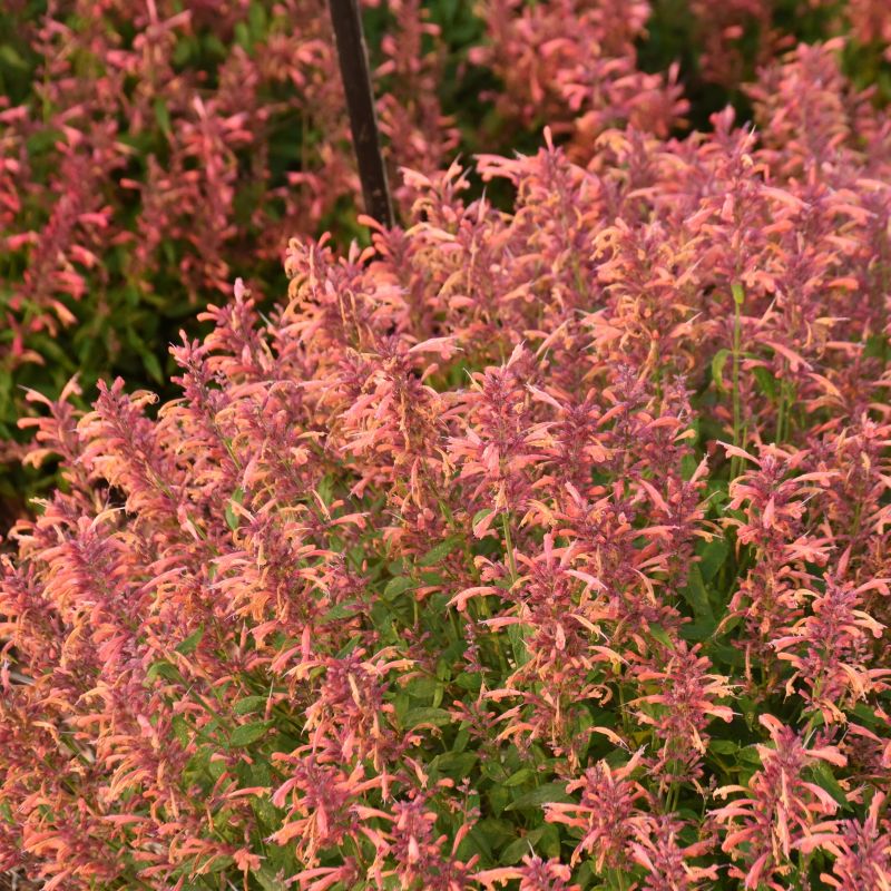 Agastache 'Guava Lava' image