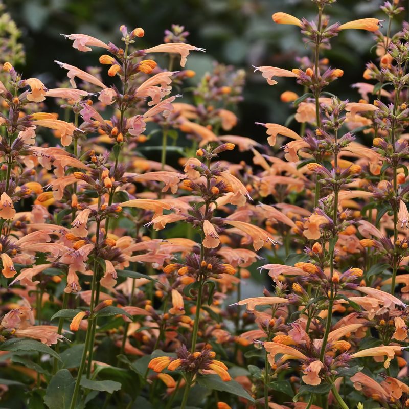 Agastache ‘mango Tango’ image